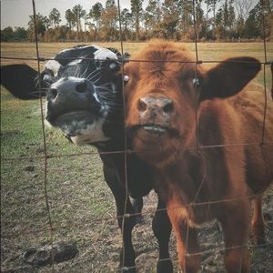 Meet your Posher, Wendy